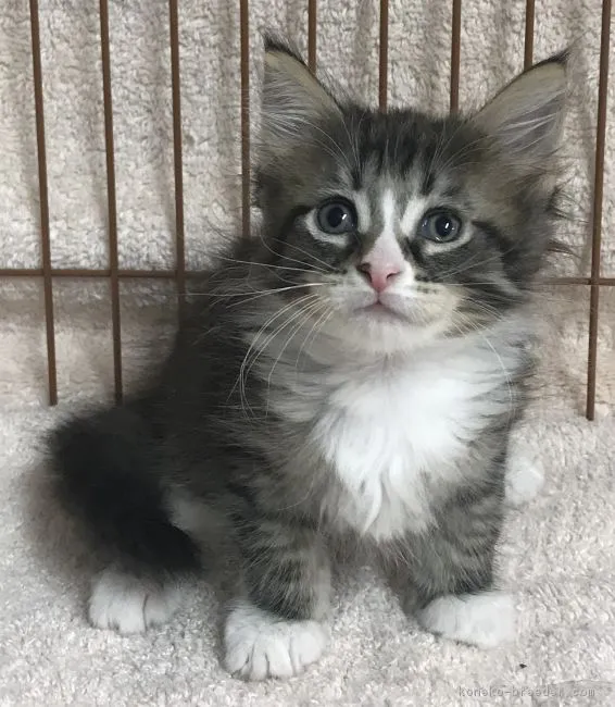 ID：1807-01497の子猫