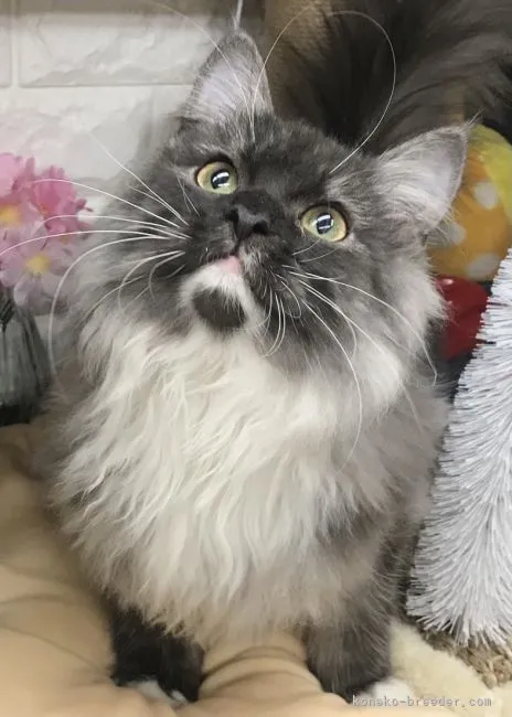 ID：2110-01585の子猫