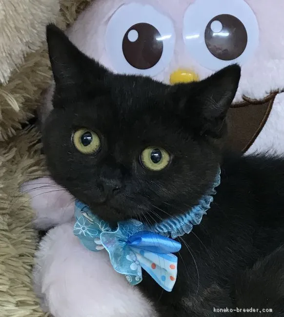 ID：2006-00039の子猫