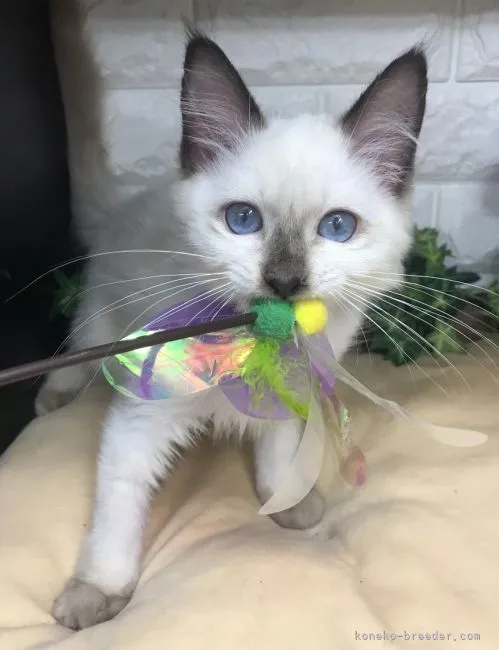 ID：2205-02134の子猫