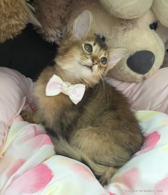 ID:2108-01281の子猫