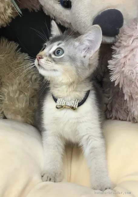 ID:2002-01127の子猫