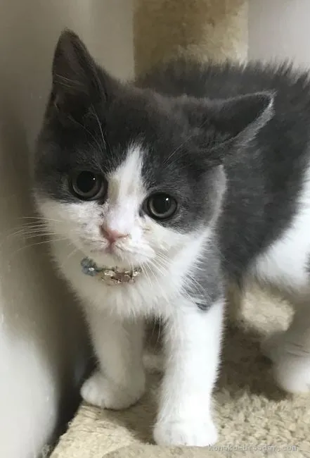 ID：1806-01081の子猫