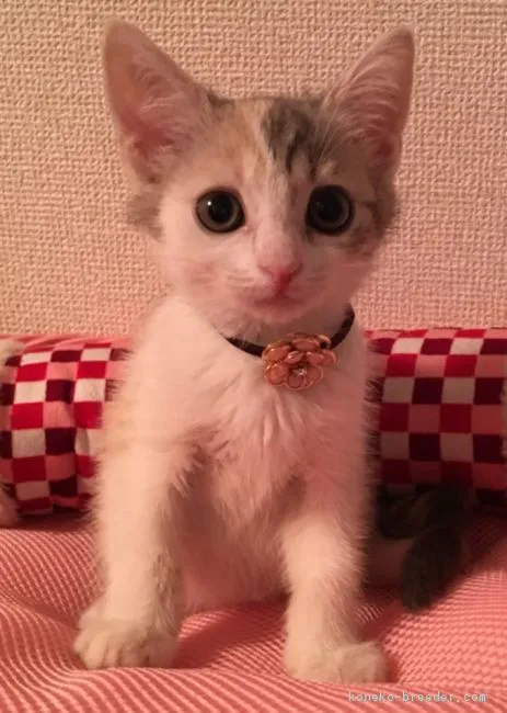 みー 様のお迎えした子猫