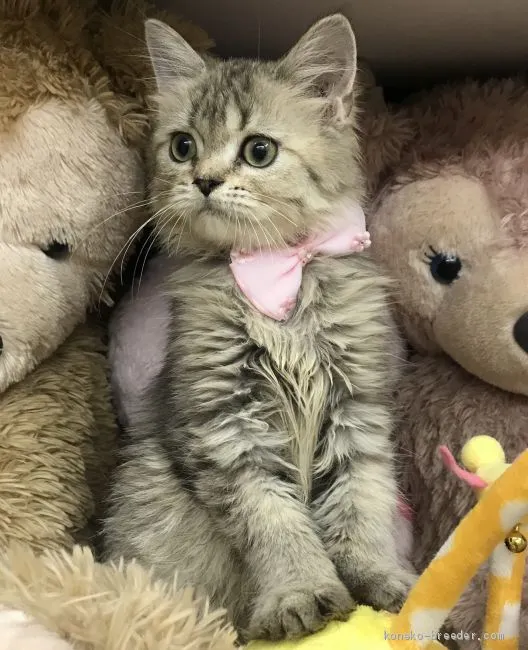 ID:2010-01931の子猫