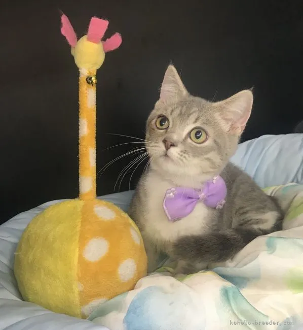 ID:2106-02184の子猫