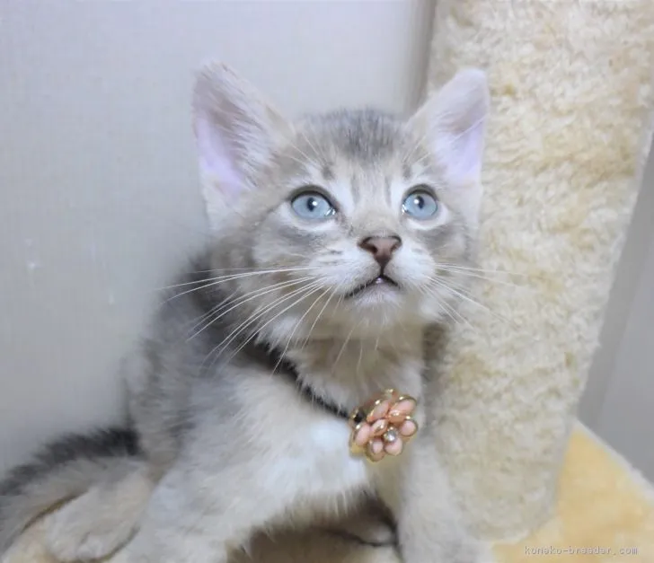 ID：1708-00574の子猫