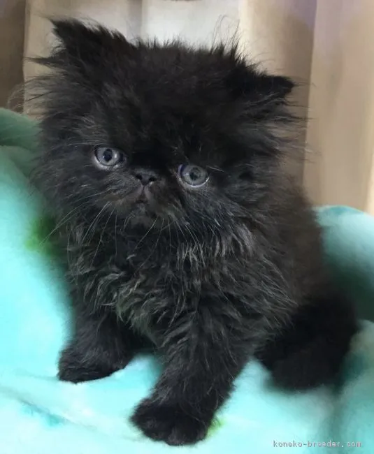 ID：1710-00656の子猫