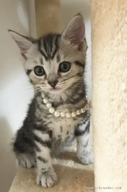 りくママ 様のお迎えした子猫