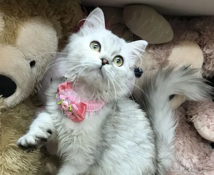 浜ちゃん 様のお迎えした子猫