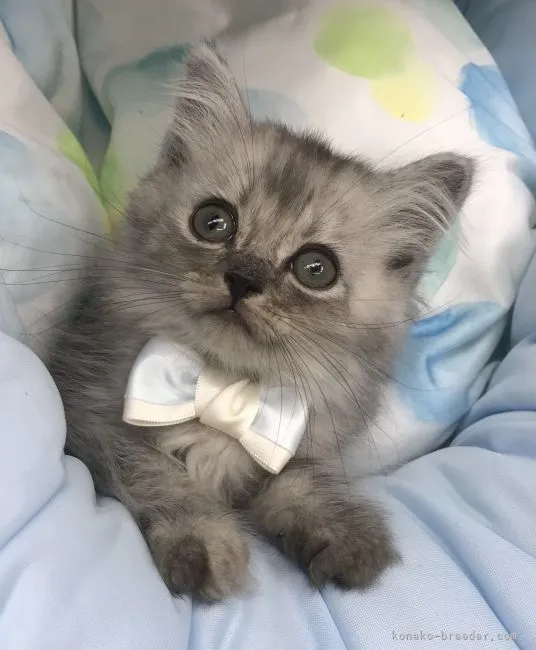 ID：2108-01504の子猫