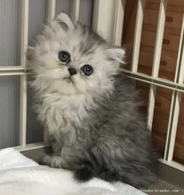 ID:1811-00609の子猫