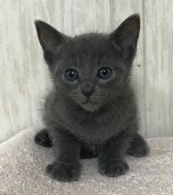 ID:1901-00998の子猫