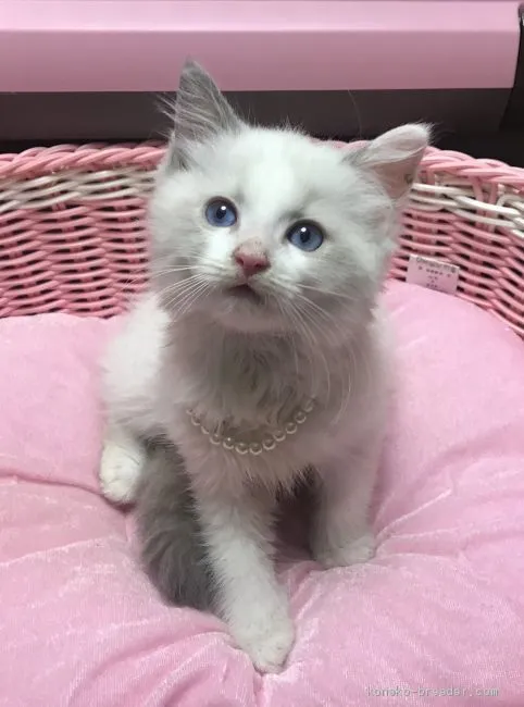 ID：1908-01858の子猫