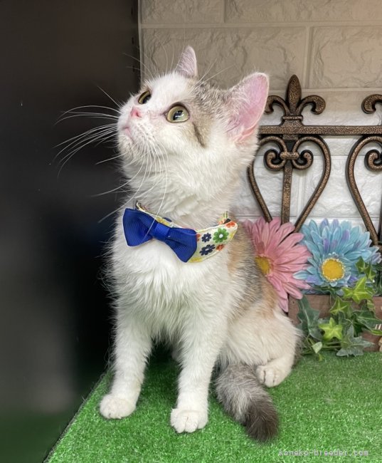 スコティッシュフォールド【・女の子・2022年5月11日・キャリコ】