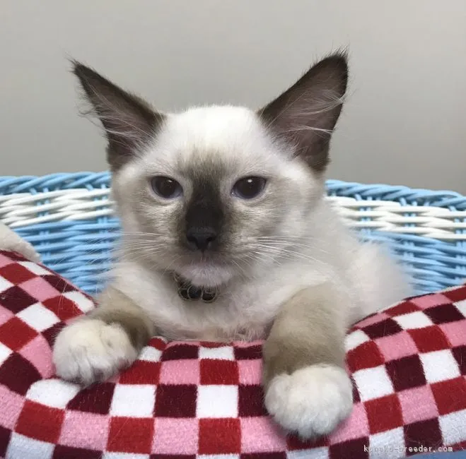 ID：1707-01026の子猫