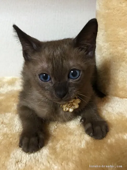 クミ 様のお迎えした子猫