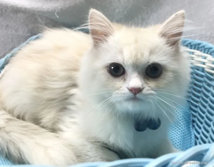 ID：1906-00923の子猫