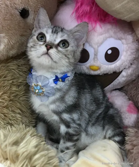 ID:2102-00289の子猫