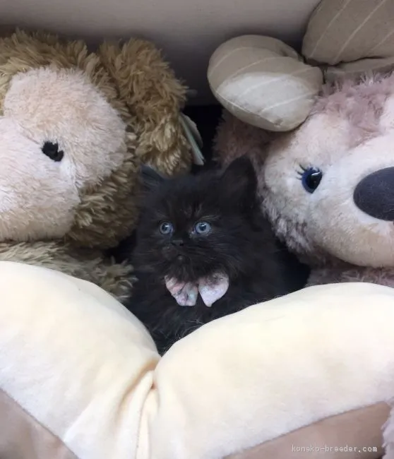 ID：2004-02174の子猫