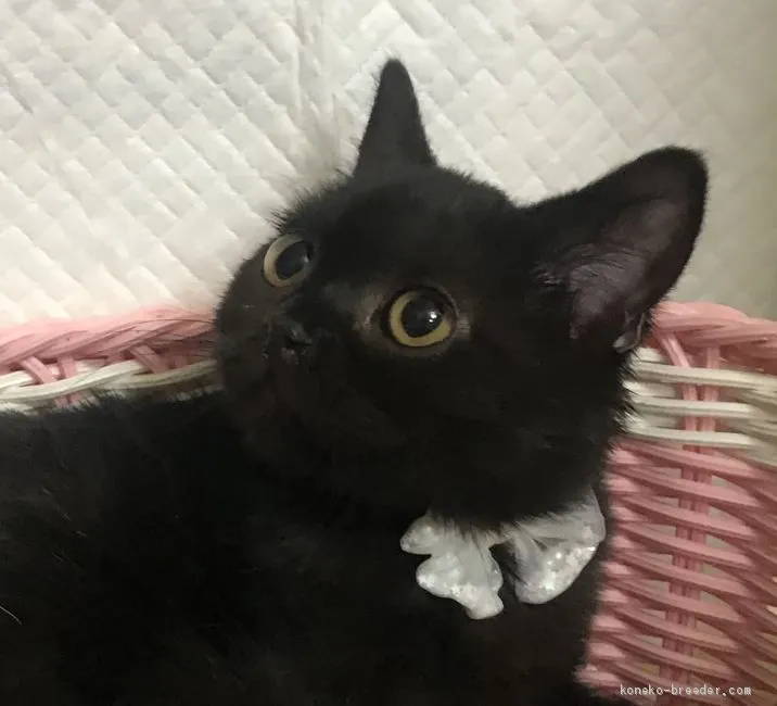 ID:2002-01133の子猫