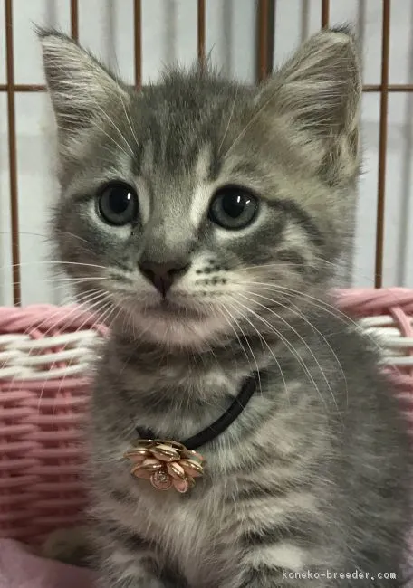 ID：1806-01084の子猫