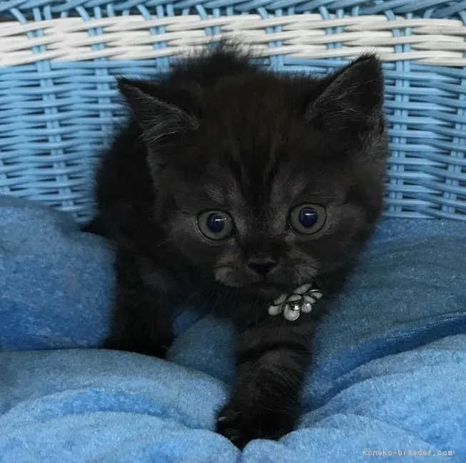 ID：1806-01086の子猫