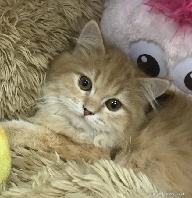 ID:2012-01173の子猫