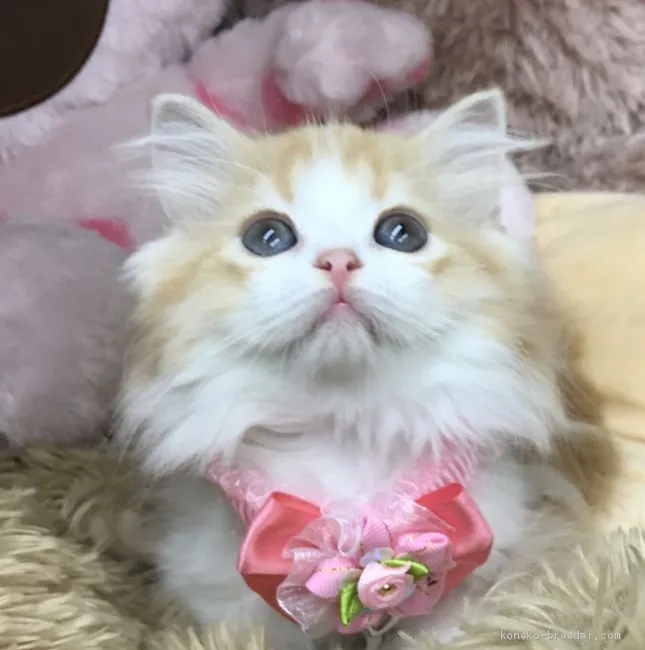 ピュアピュア 様のお迎えした子猫