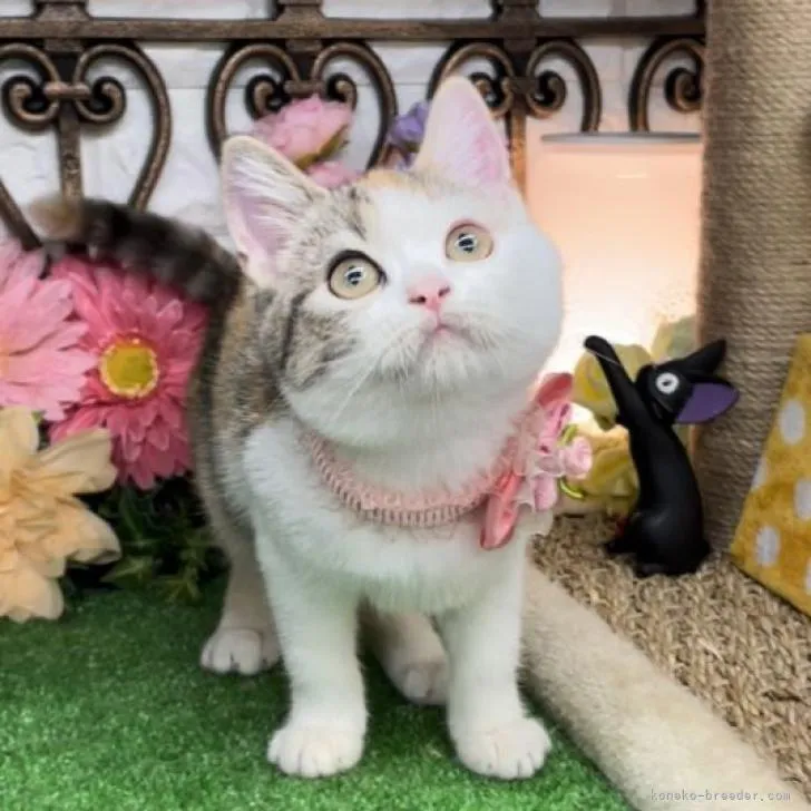 ID：2303-00214の子猫