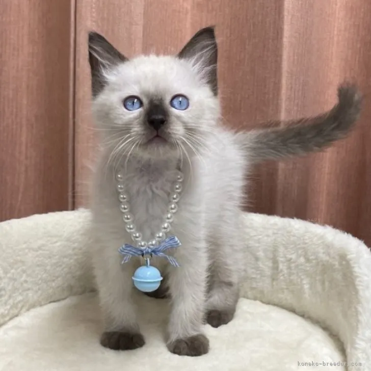ID：2310-01347の子猫