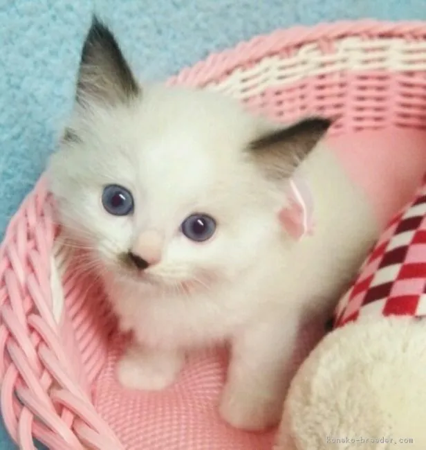 ID：1606-00798の子猫
