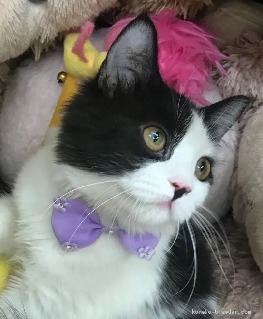 ID：2010-01926の子猫