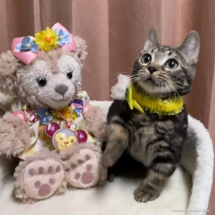 ID：2310-01338の子猫