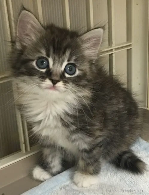 ID：1702-00472の子猫