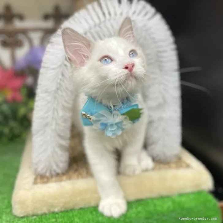 ID：2307-01808の子猫