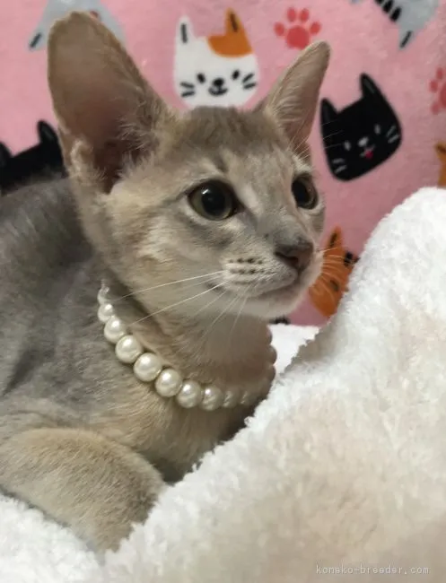 ID：1611-00949の子猫