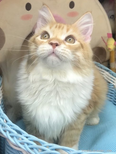 メインクーン【・男の子・2022年2月12日・レッドタビー&amp;ホワイト】