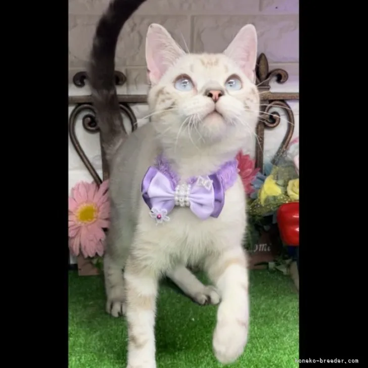 ID:2304-00712の子猫