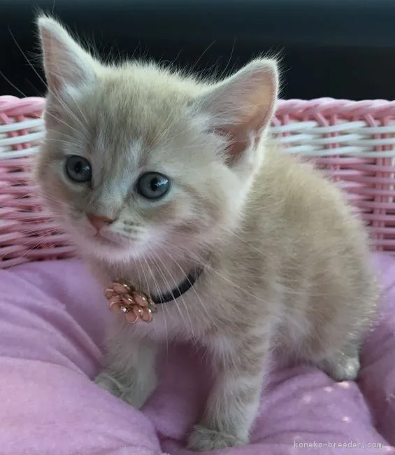 ID：1805-01419の子猫