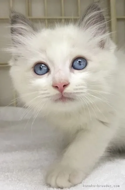 ID：1808-00694の子猫