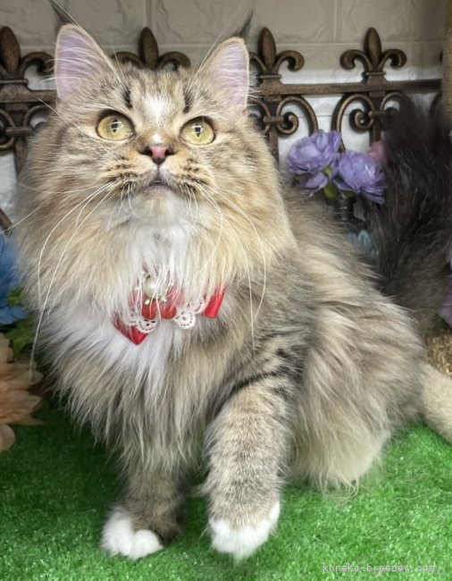 サイベリアン【・女の子・2022年12月2日・ブラウンタビー&ホワイト】