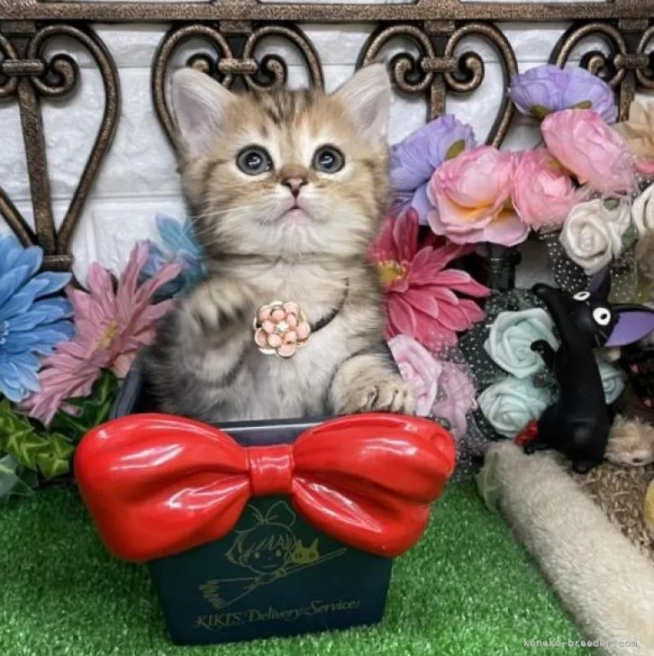 ID：2301-01172の子猫