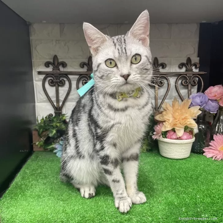 ID：2404-00738の子猫