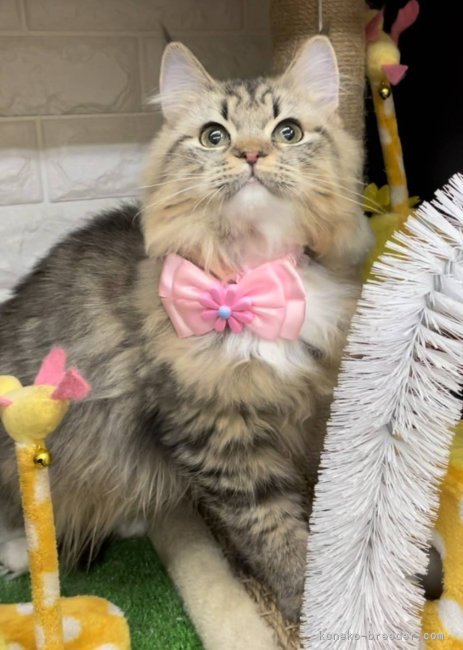 ラガマフィン【・女の子・2022年3月1日・ブラウンタビー&amp;ホワイト】