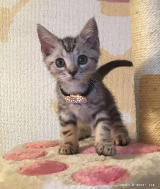 ダバイ 様のお迎えした子猫