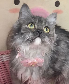 サイベリアン【千葉県・女の子・2021年8月1日・シルバータビー&ホワイト】の写真「ふわふわ・モコモコな可愛い〜小粒な女の子ニャン♪」