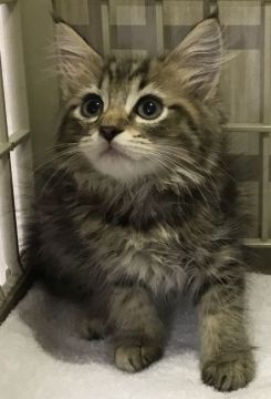 サイベリアン【千葉県・女の子・2019年2月12日・ブラウンタビー&ホワイト】の写真「とても可愛い〜女の子ニャン♪♪」