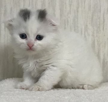 スコティッシュフォールド(折れ耳)【千葉県・男の子・2018年12月24日・ブルー&ホワイト（セミロング）】の写真「クリスマスイブ産まれの超〜超〜可愛い男の子ニャン♪」