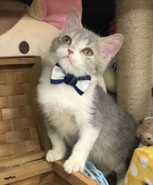 スコティッシュフォールド(立ち耳)【千葉県・男の子・2021年9月3日・ブルー&ホワイト（ショート）】の写真「可愛い〜男の子ニャン♪」